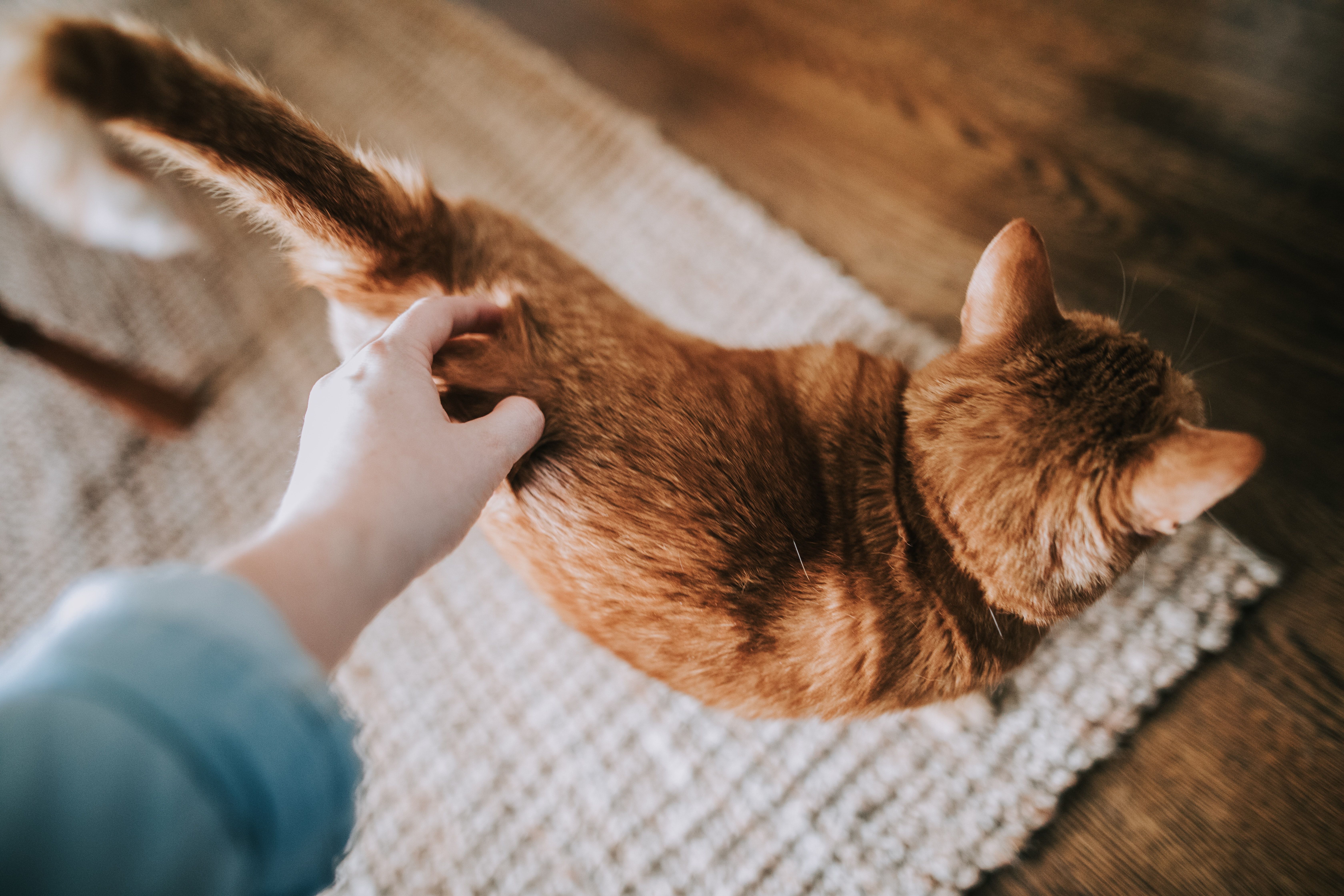 دستی در حال نوازش یک گربه داخل خانه
