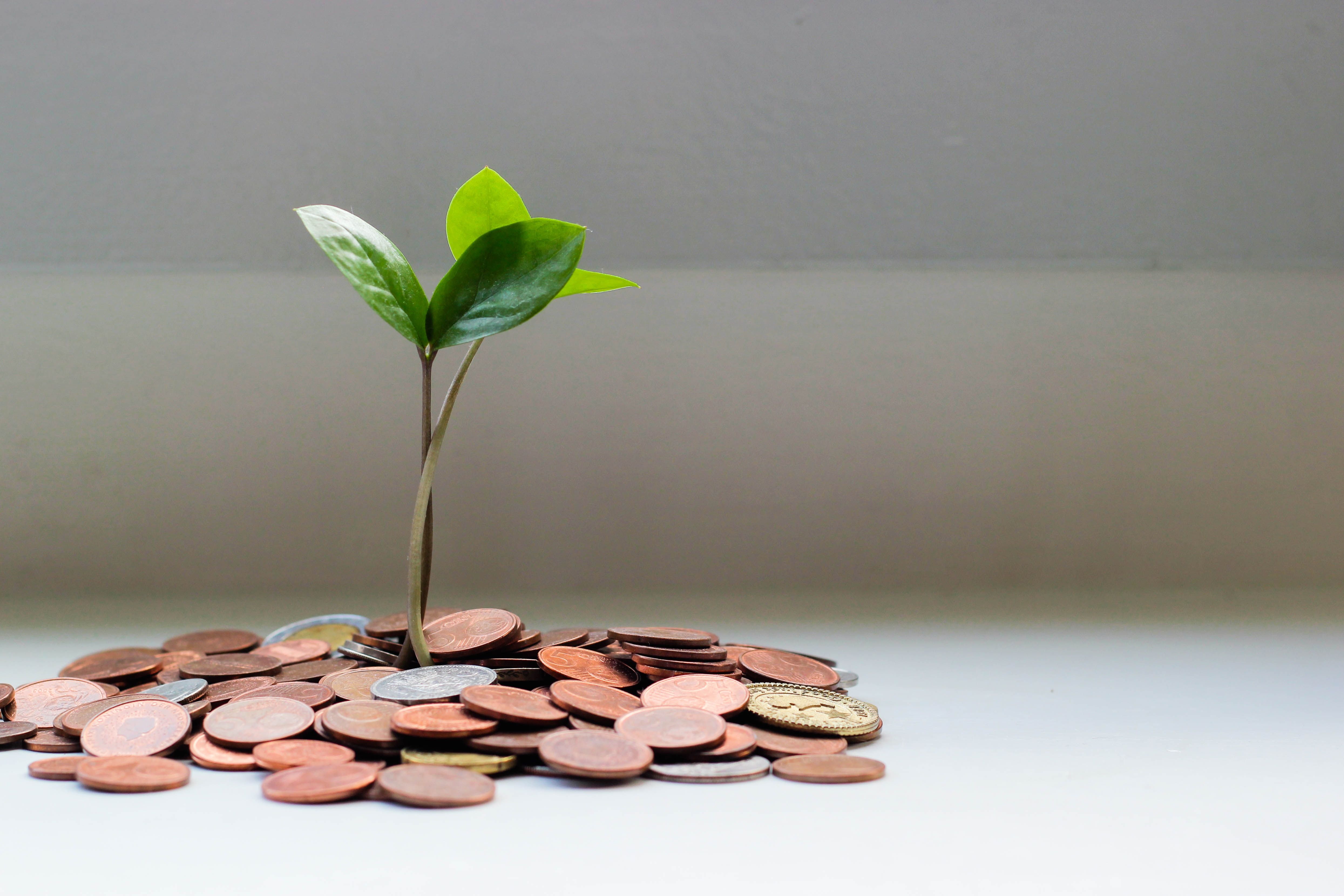 یک گیاه روی سکه‌های پول رشد کرده